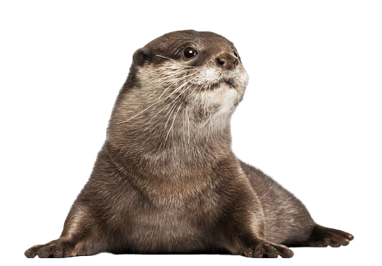 Otter