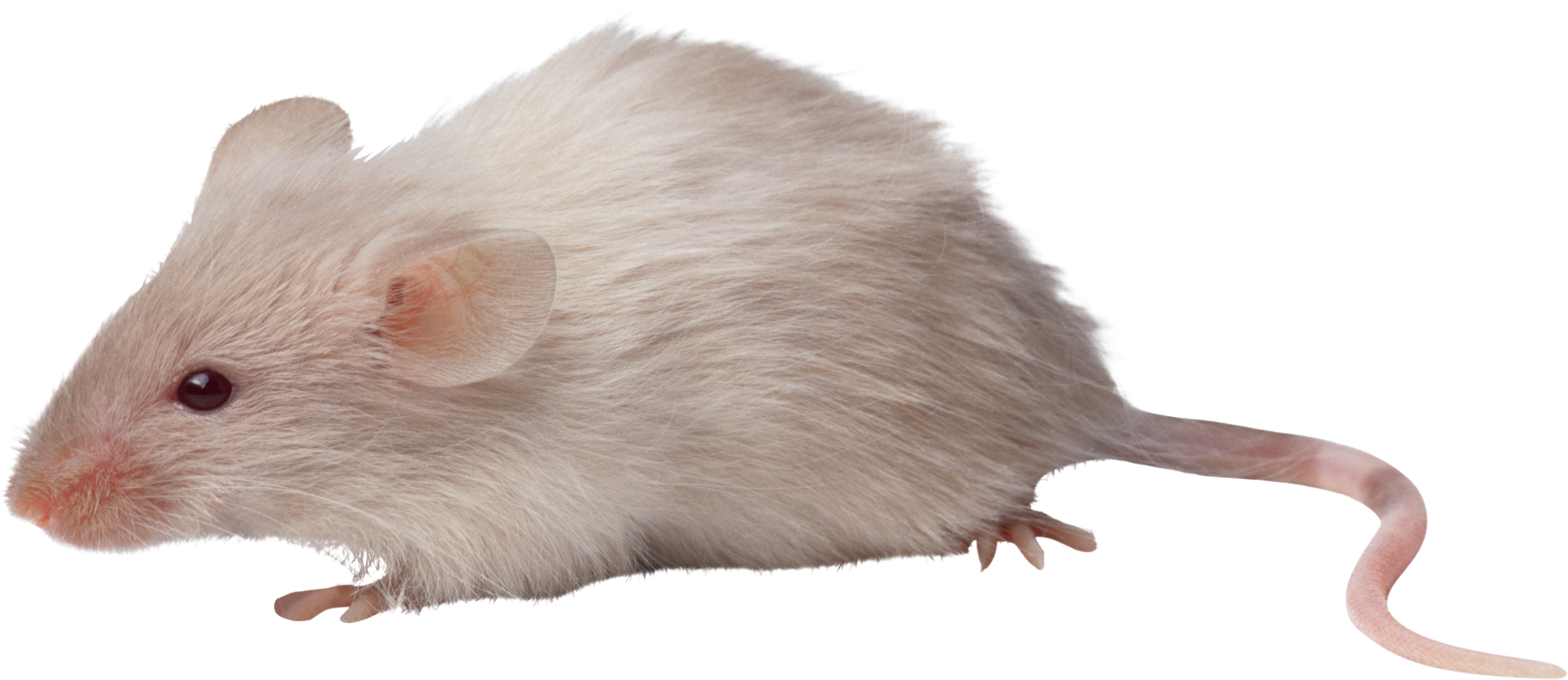 Rat